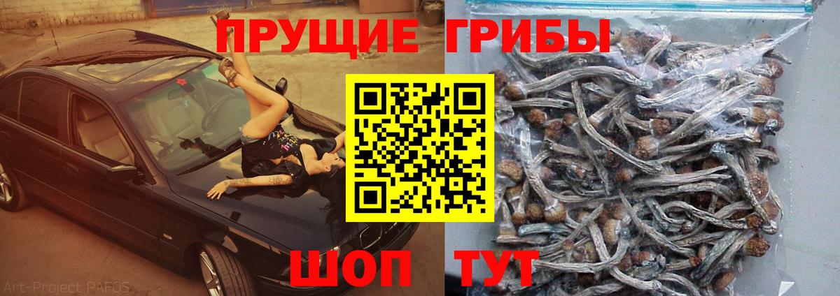 Чебоксары  Галлюциногенные грибы Psilocybe  Вход с VPN 